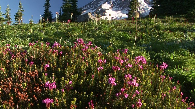 WS, TU，开花草地和雪顶雷尼尔山，雷尼尔山国家公园，华盛顿，美国视频素材