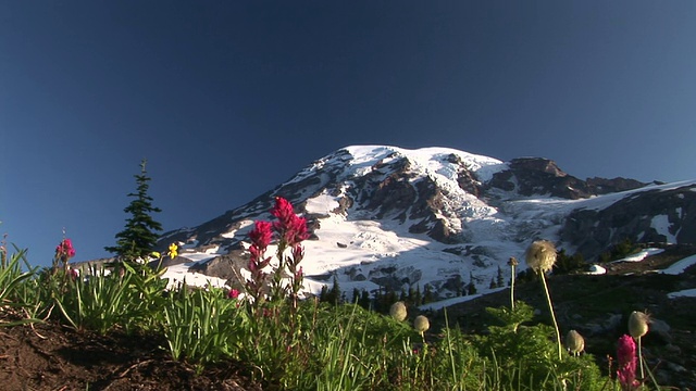 WS，雪覆盖的雷尼尔山与开花草地在前景，雷尼尔山国家公园，美国华盛顿视频素材