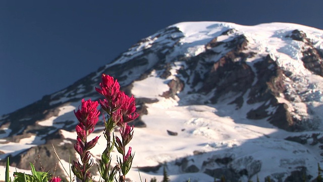 CU, SELECTIVE FOCUS，洋红画笔(Castilleja parviflora var)，背景是积雪覆盖的雷尼尔山，雷尼尔山国家公园，美国华盛顿视频素材