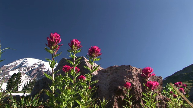 CU，洋红色画笔(Castilleja parviflora var)与积雪覆盖的雷尼尔山为背景，雷尼尔山国家公园，美国华盛顿视频素材