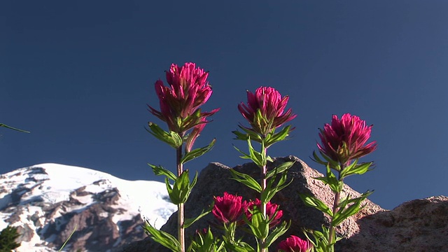 CU，洋红色画笔(Castilleja parviflora var)与积雪覆盖的雷尼尔山为背景，雷尼尔山国家公园，美国华盛顿视频素材