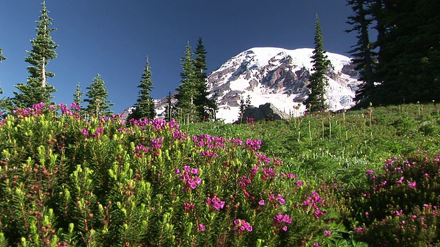 美国华盛顿州雷尼尔山国家公园，开花草地和积雪覆盖的雷尼尔山视频素材