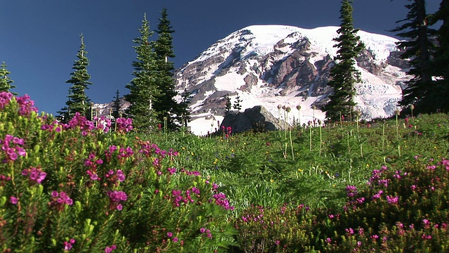 CU, ZO, WS，开花草地和雪顶雷尼尔山，雷尼尔山国家公园，华盛顿，美国视频素材