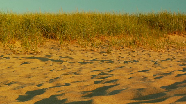 MS, Grassy dune，普罗文斯敦，马萨诸塞州，美国视频素材