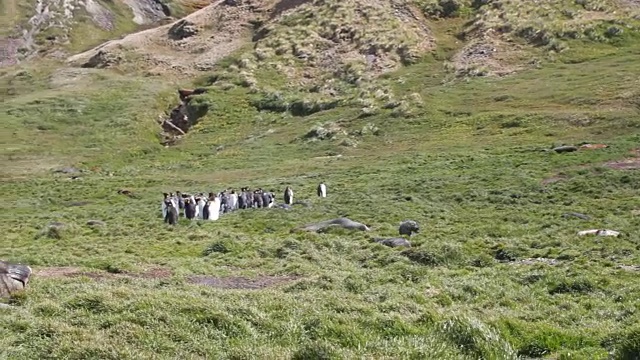 WS PAN帝企鹅在山上两只躺在草地上的南象海豹，古利特维肯岛，南乔治亚岛和南桑威奇岛视频素材