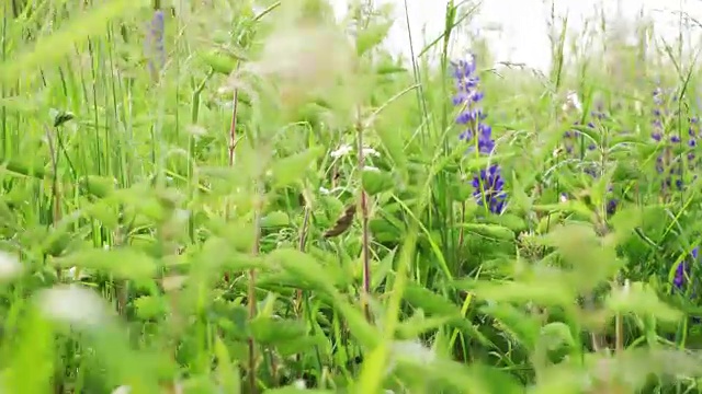 多彩的色泽开花的领域视频素材