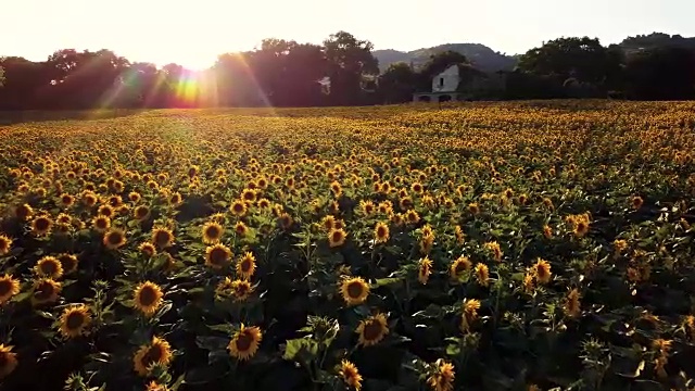 夕阳下的向日葵田视频下载