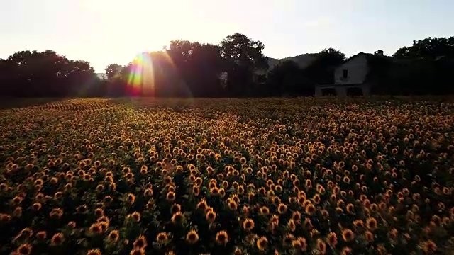 夕阳下的向日葵田视频下载