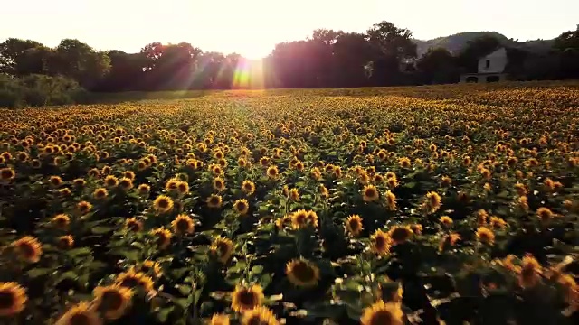 夕阳下的向日葵田视频下载