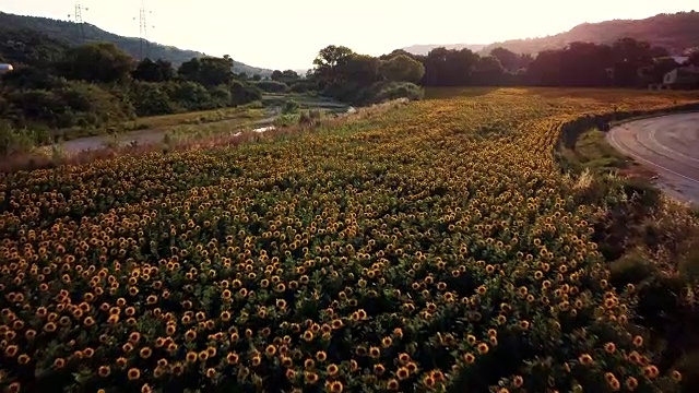 夕阳下的向日葵田视频下载