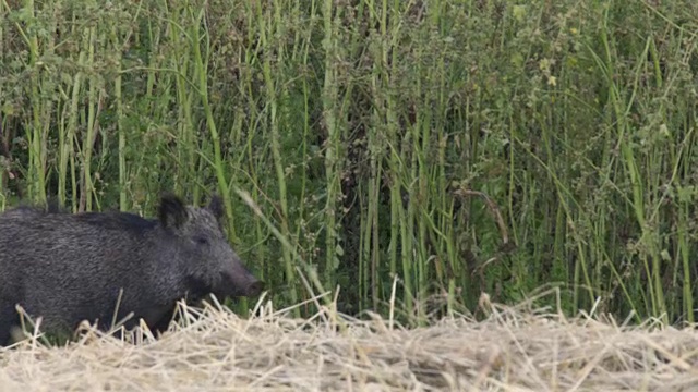 野猪(Sus scrofa)视频素材