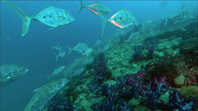 在SS Yongala / Great Barrier Reef / Australia沉船上，中等拍摄的鱼聚集在生长在珊瑚上视频素材