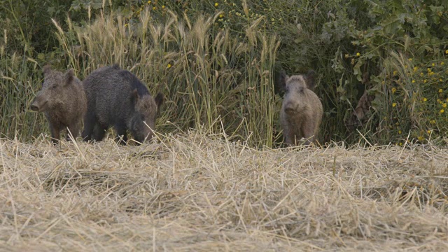 野猪(Sus scrofa)视频素材