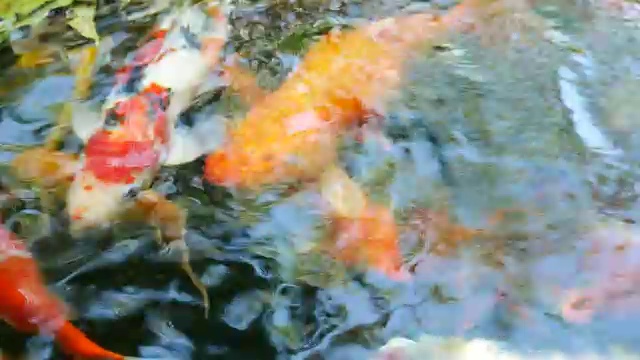 花式鲤鱼在池塘里游泳视频下载
