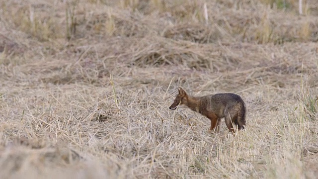 金豺(Canis aureus)视频素材