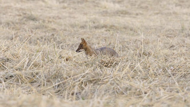 金豺(Canis aureus)视频素材