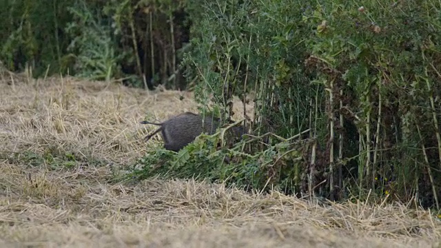 野猪(Sus scrofa)视频素材