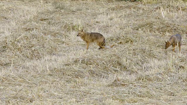 金豺(Canis aureus)视频素材