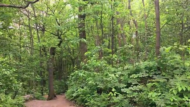 皇家山郁郁葱葱的观叶植物，自然之美环绕着加拿大蒙特利尔视频素材