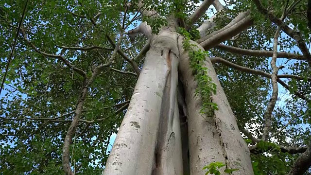 棵大树视频下载