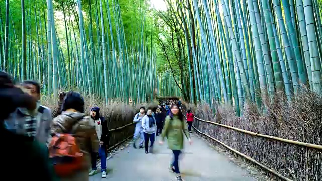 荒山竹林里挤满了人视频素材