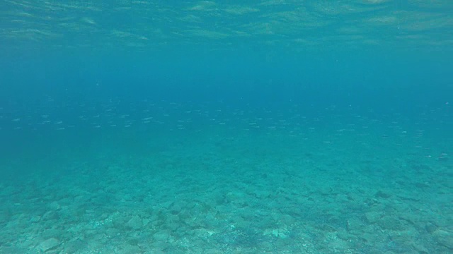 海洋生物视频下载