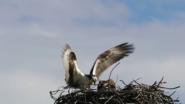 TS 4K拍摄的产卵鱼鹰(Pandion haliaetus)被红翼黑鹂骚扰视频素材