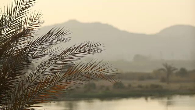 聚焦于尼罗河/开罗/埃及河岸的蕨类植物视频素材