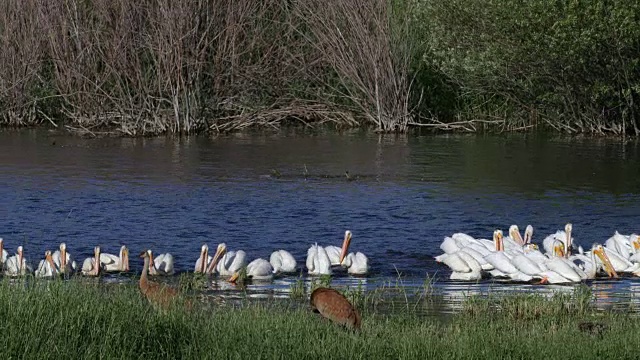 美国白鹈鹕(Pelecanus erythrhynchos)游过一对大沙丘鹤(Grus canadensis tabida)的MS 4K照片视频素材