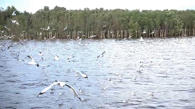 一群海鸥在海上的慢镜头视频素材