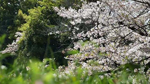 日本的樱花视频素材