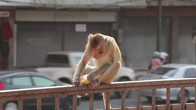 猴子在吃水果的城市，华富里，泰国视频下载