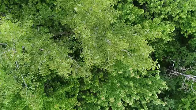 鸟瞰森林视频素材