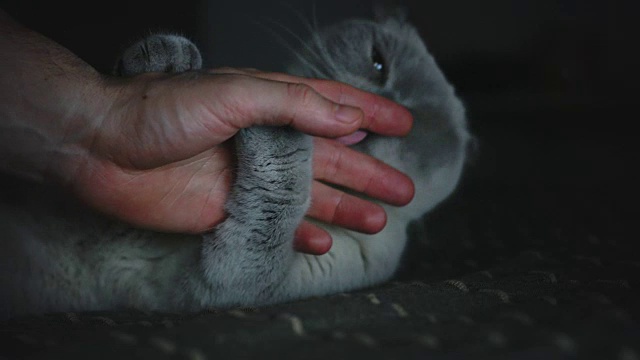 男人抚摸着他的猫视频下载