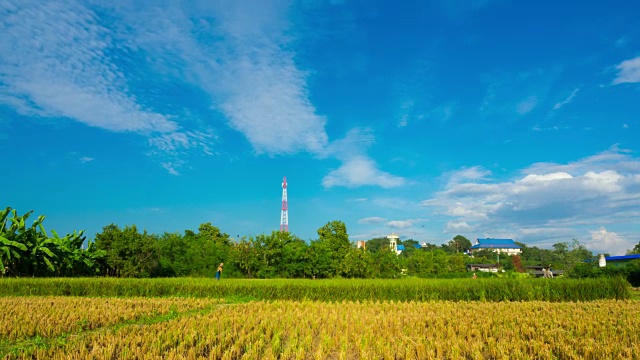 稻田视频素材