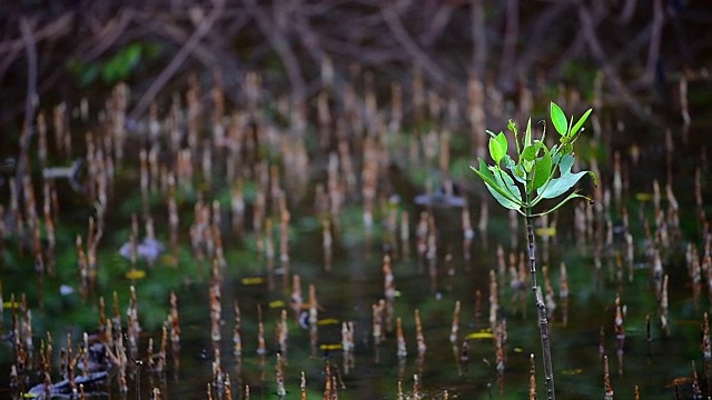 红树林里的那棵树视频下载