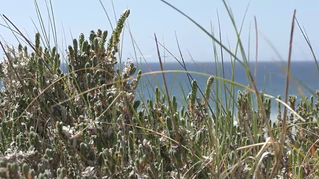 海滩上的植物视频下载