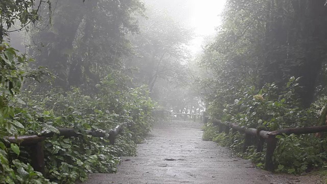 倾斜拍摄热带雨林和雾视频素材