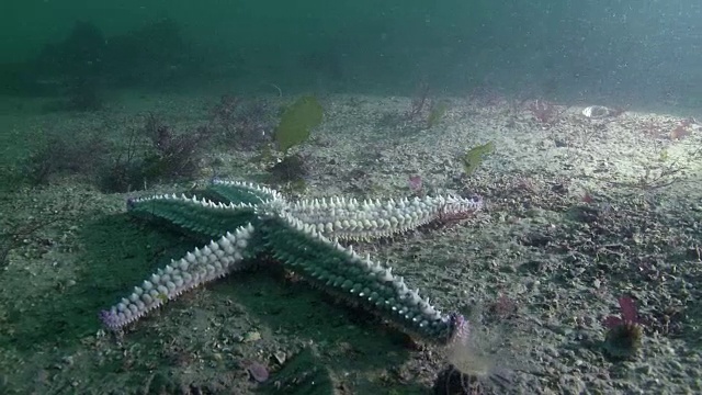 海星在海床上移动视频素材