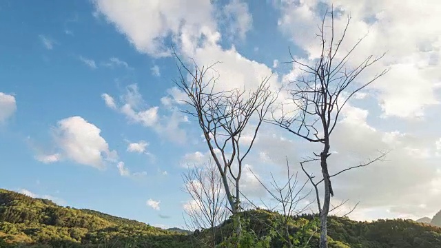 放大:高山和蓝天中的枯树。视频下载