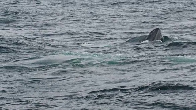 两只座头鲸冲出爱尔兰海岸视频素材