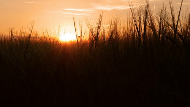 夕阳下的麦田视频下载