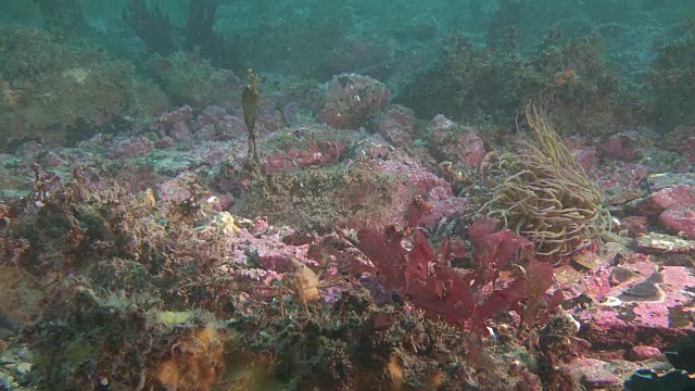 珊瑚和海藻在水流中游动视频素材