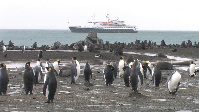 南乔治亚岛，福克兰群岛，英国海外领土，国王企鹅(Aptenodytes patagonicus)和南方海狗(Arctocephalus gazella)，背景是船视频素材