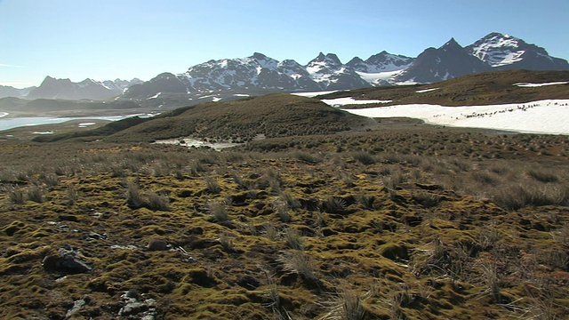 沿着海岸线的山脉，王企鹅(Aptenodytes patagonicus)的栖息地，南乔治亚岛，福克兰群岛，英国海外领土视频素材