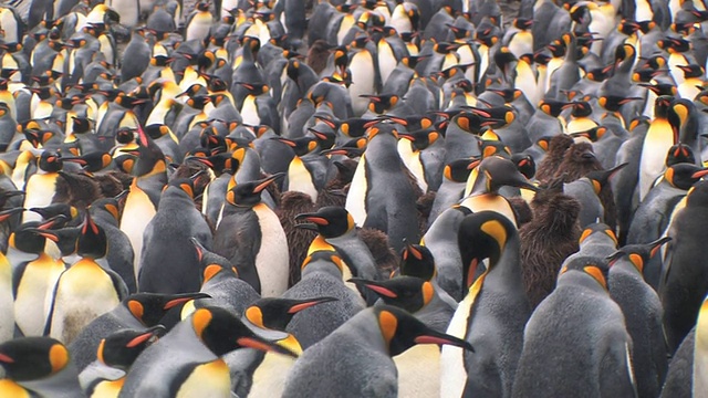 拥挤的王企鹅(Aptenodytes patagonicus)，南乔治亚岛，福克兰群岛，英国海外领土视频素材