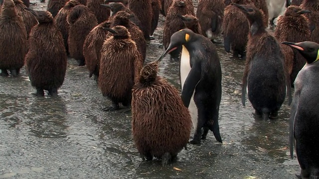 雨中的王企鹅(Aptenodytes patagonicus)，南乔治亚岛，福克兰群岛，英国海外领地视频素材