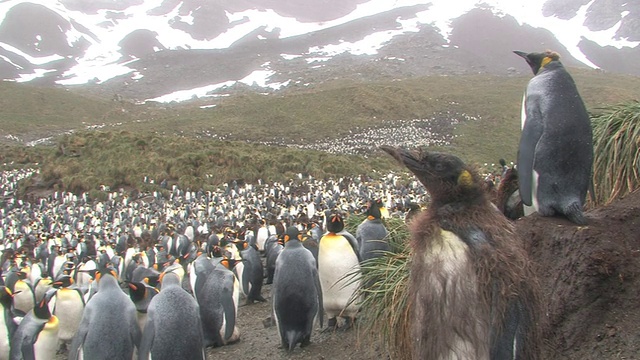 王企鹅(Aptenodytes patagonicus)栖息在山坡上，南乔治亚岛，福克兰群岛，英国海外领土视频素材