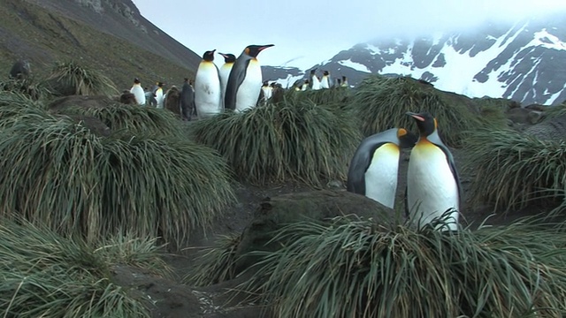 南乔治亚岛，福克兰群岛，英国海外领土，国王企鹅(Aptenodytes patagonicus)和南部毛皮海豹(Arctocephalus gazella)在草坡上，背景是积雪覆盖的山脉，云视频素材