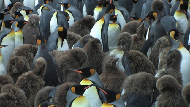 拥挤的王企鹅(Aptenodytes patagonicus)，南乔治亚岛，福克兰群岛，英国海外领土视频素材